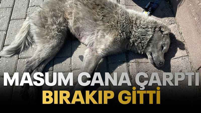 Masum cana çarptı bırakıp gitti